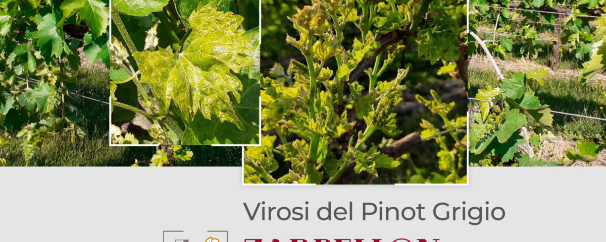 Virosi del Pinot Grigio